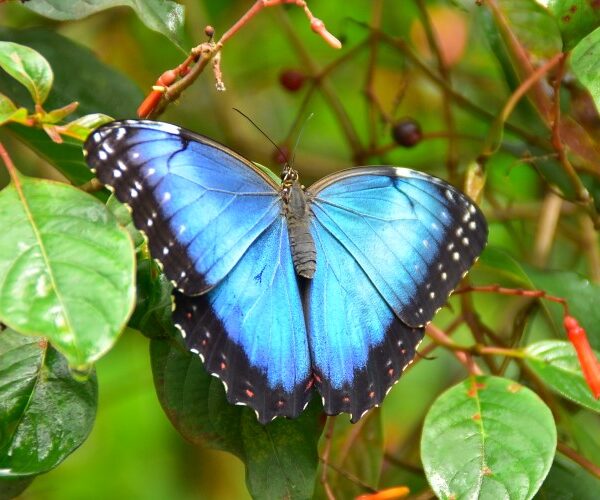 MAriposario Calarcá