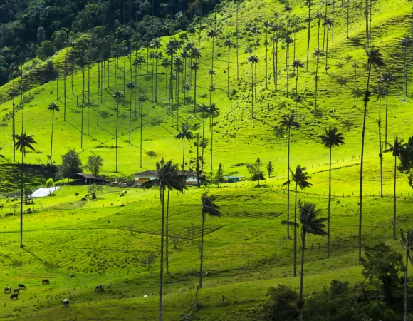 Tour Salento y Valle del Cocora