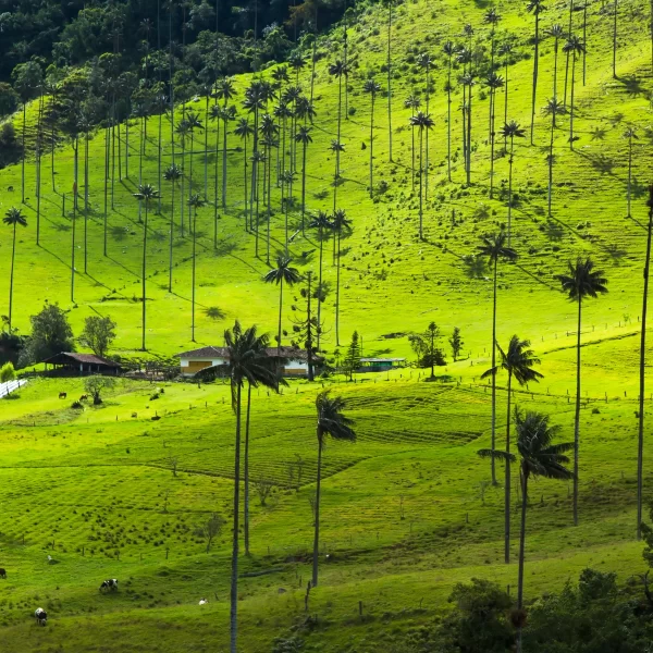 Tour Salento y Valle del Cocora