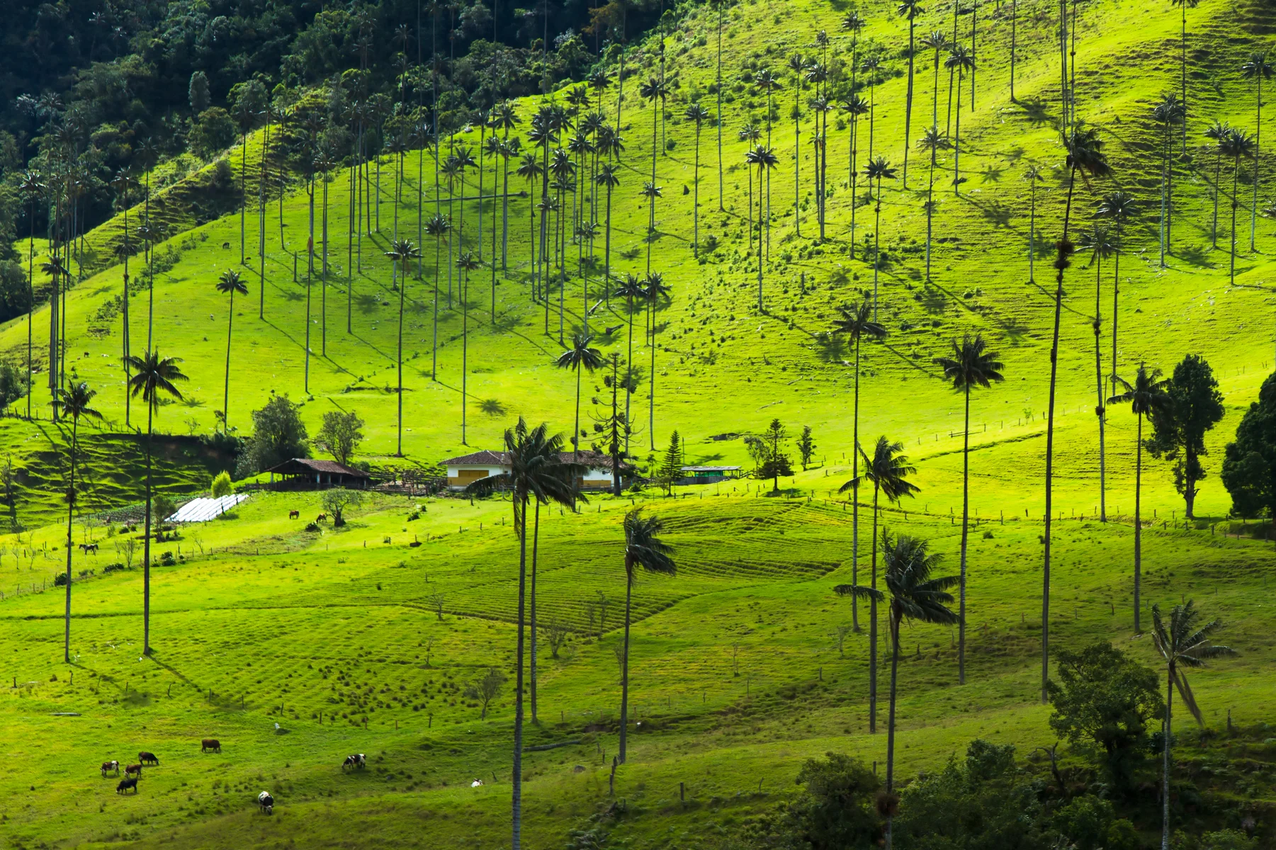 Tour Salento y Valle del Cocora